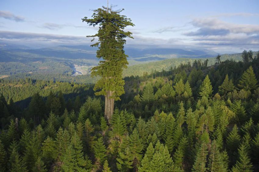 The largest trees in the world