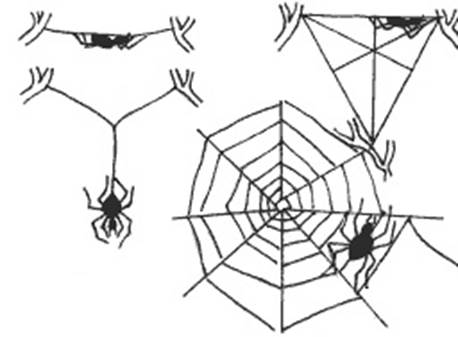 Digestive system spider-krestovik