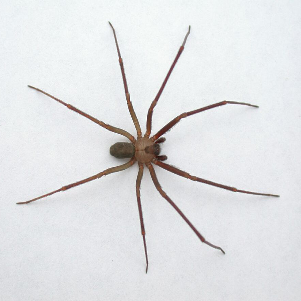 Brown hermit spider: how it looks and how dangerous it is for humans
