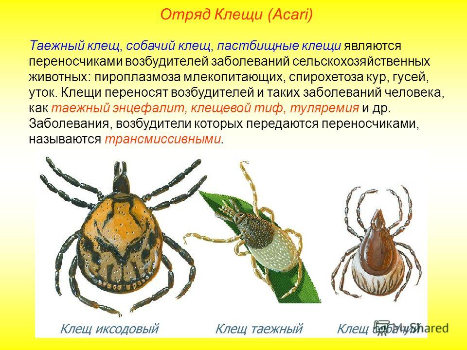 Таежный клещ переносчик энцефалита