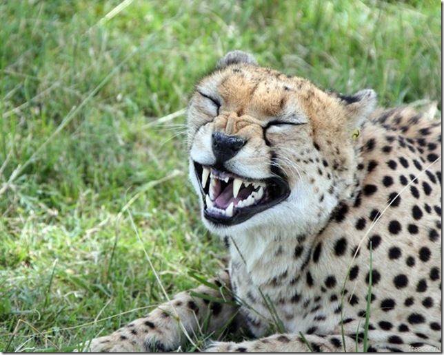 Gepard je najbrža životinja na zemlji