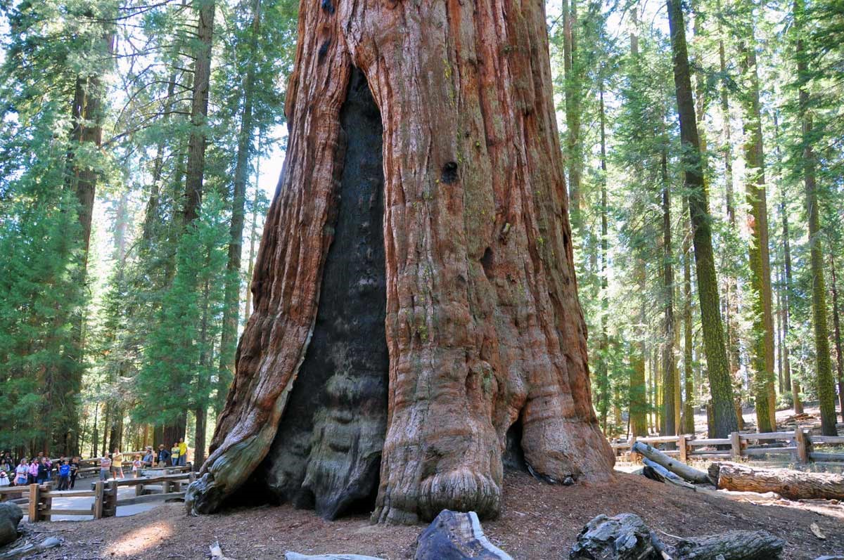 Giant forest. Секвойя дерево. Генерал Шерман (дерево). Секвойя дерево генерал Шерман. Секвойя дерево Гиперион.