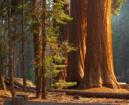 What is the tallest tree in the world and where does it grow?