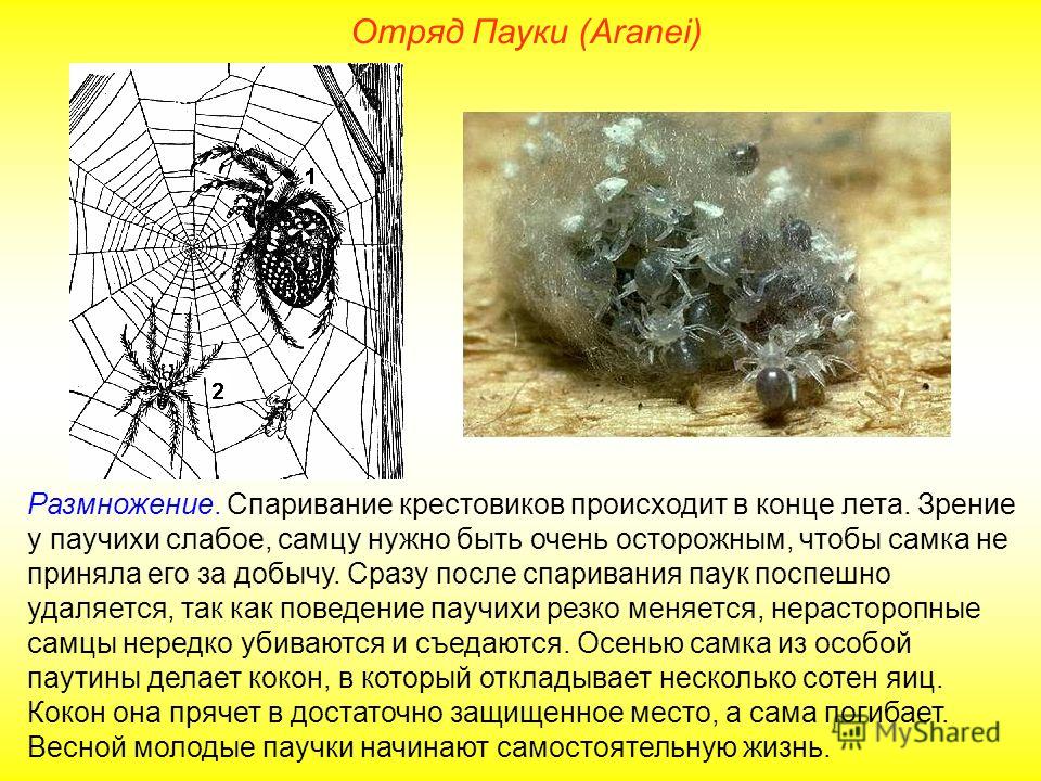Паук крестовик тип развития. Размножение паукообразных. Процесс размножения пауков. -Отряд пауки (Aranei). Тип размножения пауков.