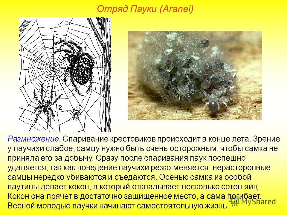 Паук крестовик развитие