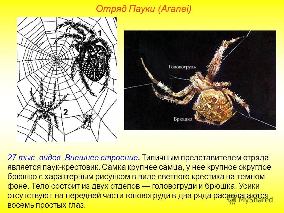 Паук относится к паукообразным. Строение паука крестовика. Внешнее строение паука крестовика. Характеристике тела паука крестовика. Паук крестовик самка.