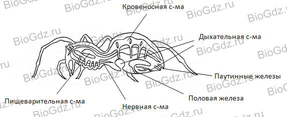 Рассмотрите рисунок напишите названия частей тела паука обозначенных цифрами