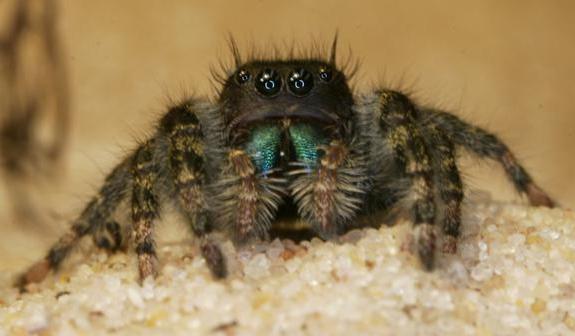 大きな家の蜘蛛。 何匹のクモが住んでいる？ 異なる種のクモの生涯