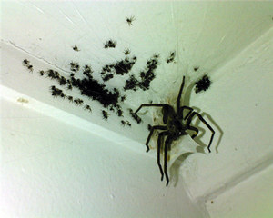 Why do big spiders in an apartment
