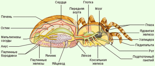 External structure of the spider-krestovik